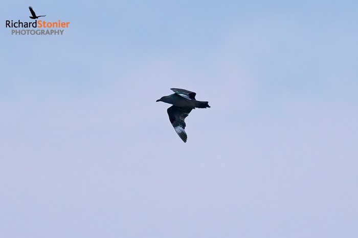 South Polar Skua