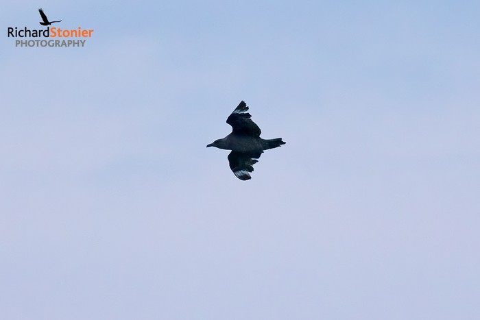 South Polar Skua