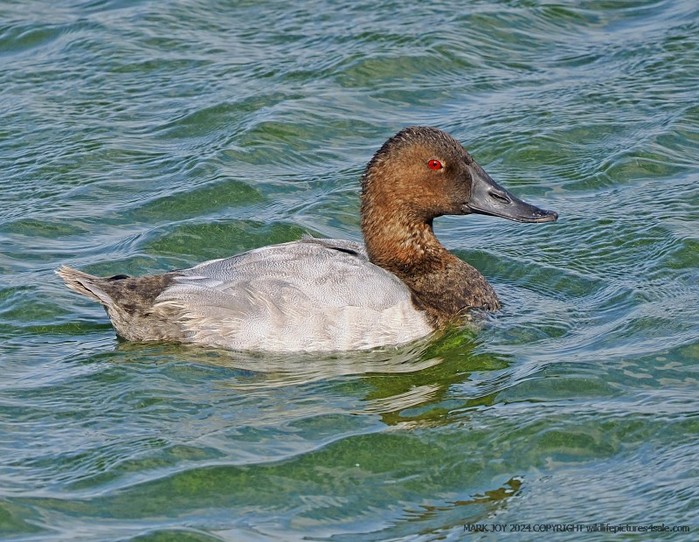 Canvasback