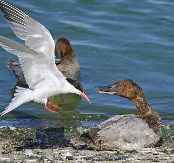 Canvasback