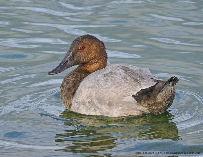 Canvasback