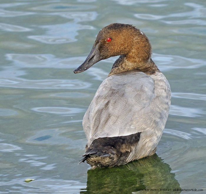 Canvasback