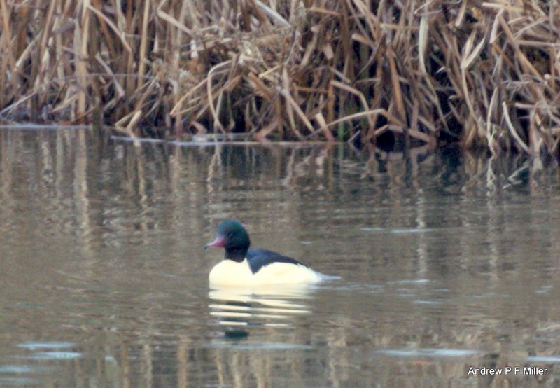 Goosander