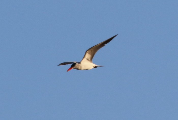 Caspian Tern