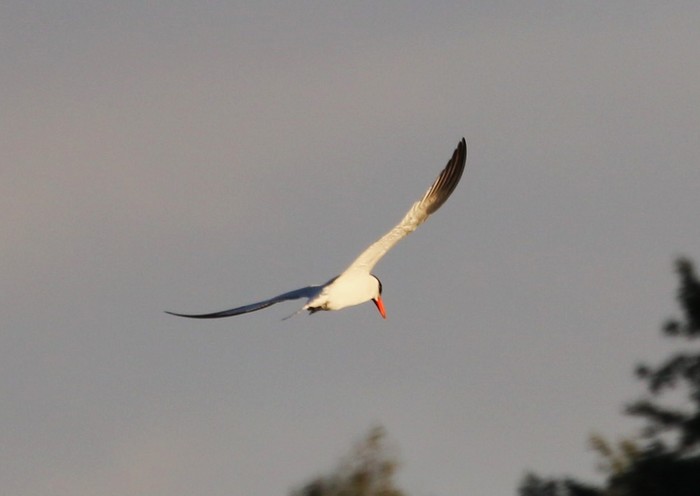 Caspian Tern
