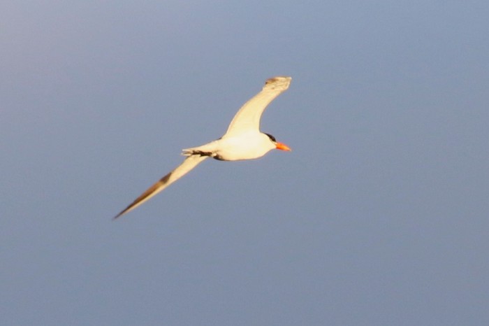 Caspian Tern