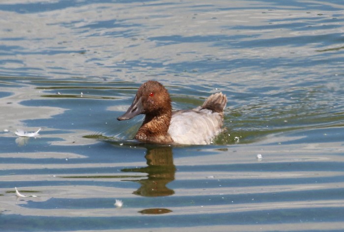 Canvasback