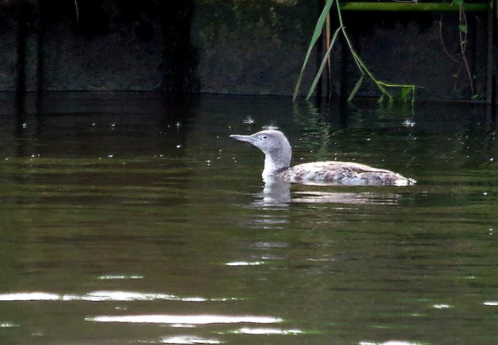 Red-throated Diver
