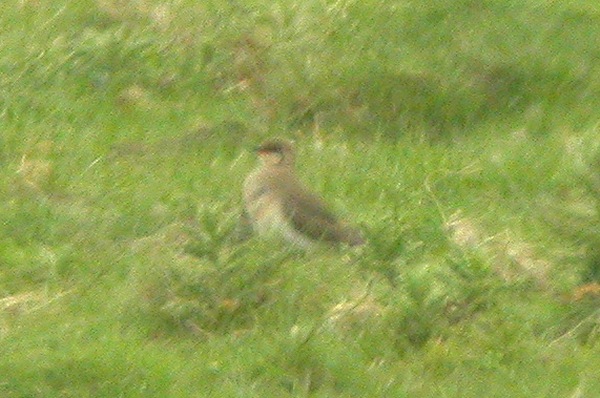 Collared Pratincole