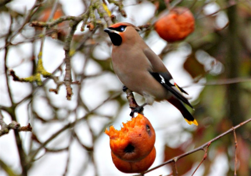 Waxwing