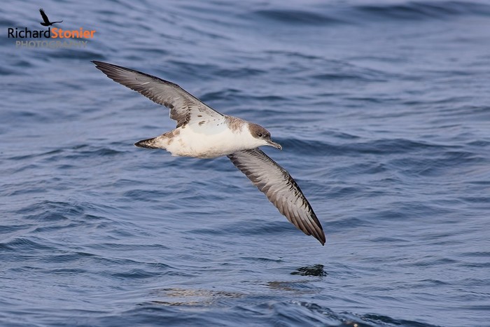 Great Shearwater