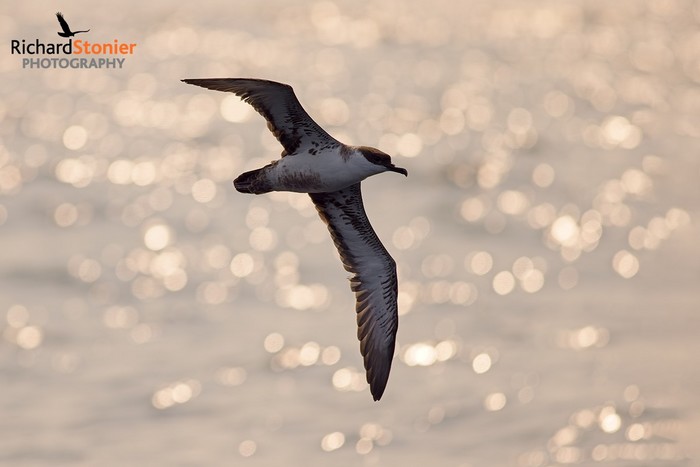 Great Shearwater