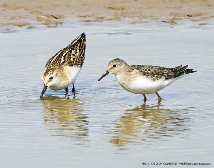 Temminck's Stint