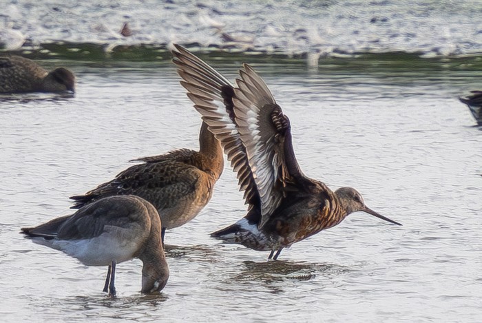Hudsonian Godwit