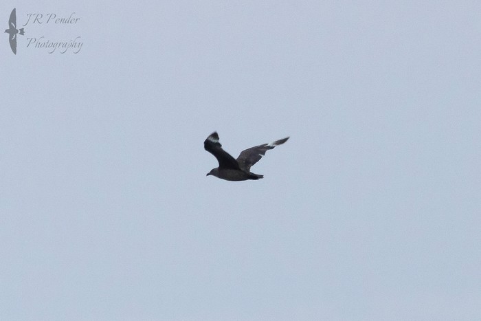 South Polar Skua