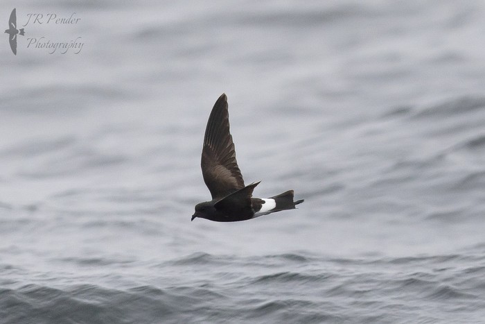 Wilson's Petrel