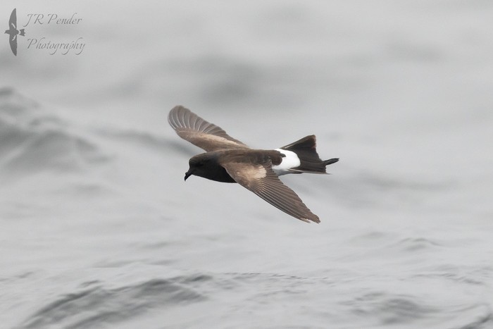 Wilson's Petrel