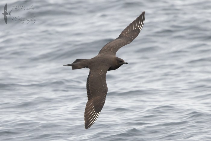 Arctic Skua