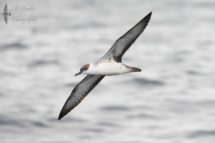 Great Shearwater