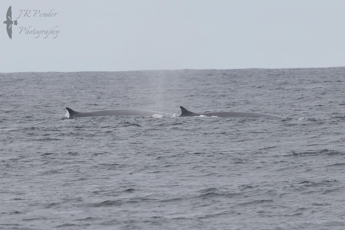 Fin Whales