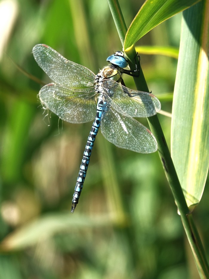 Southern Migrant Hawker