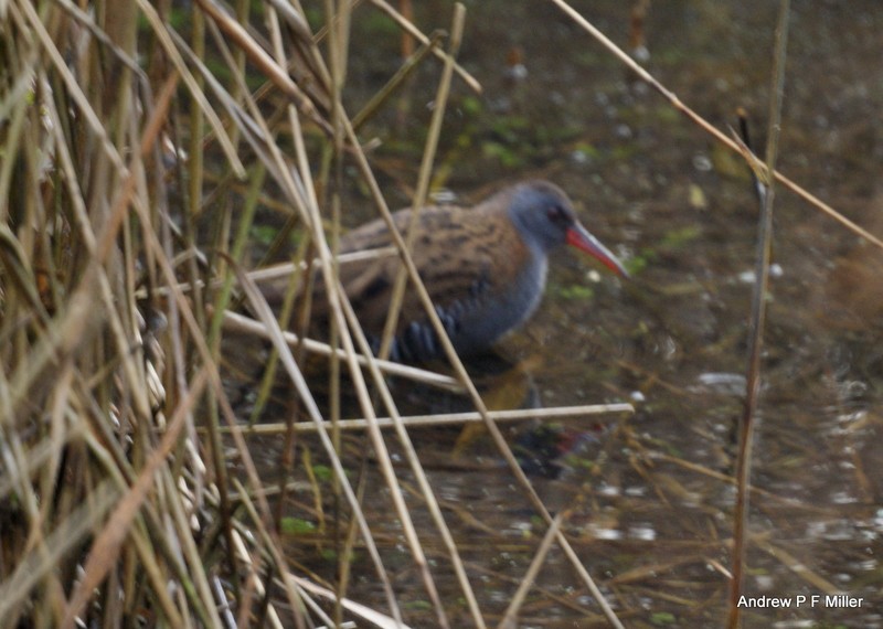 Water Rail