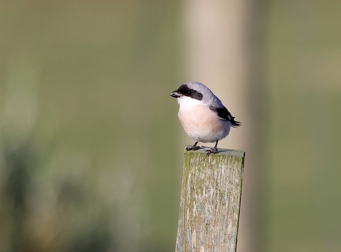 Lesser Grey Shrike