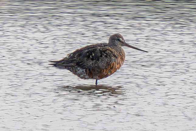 Hudsonian Godwit