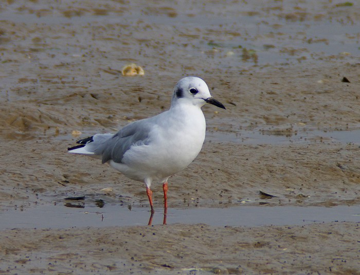 Bonaparte's Gull