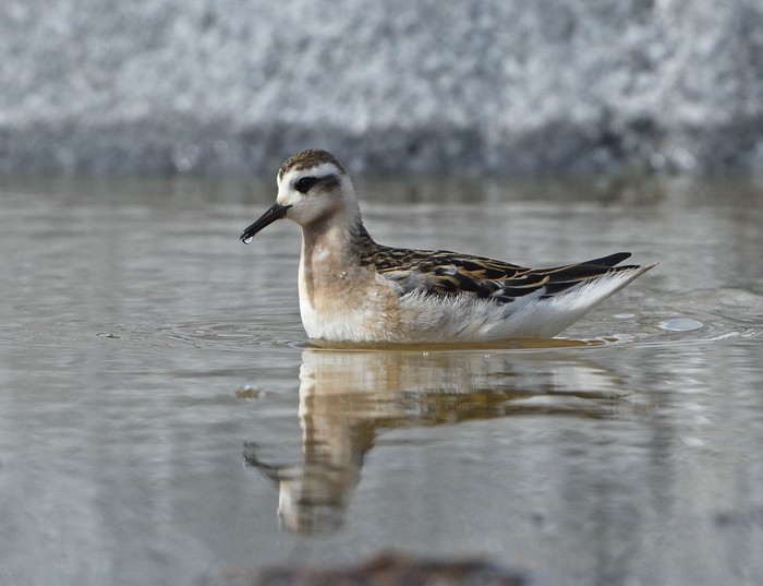 Grey Phalarope