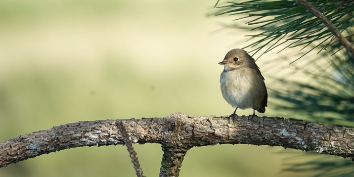 Pied Flycatcher