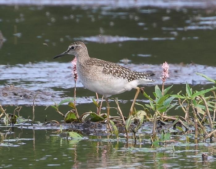 Wood Sandpiper
