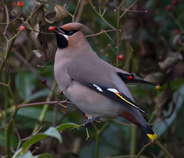 Waxwing