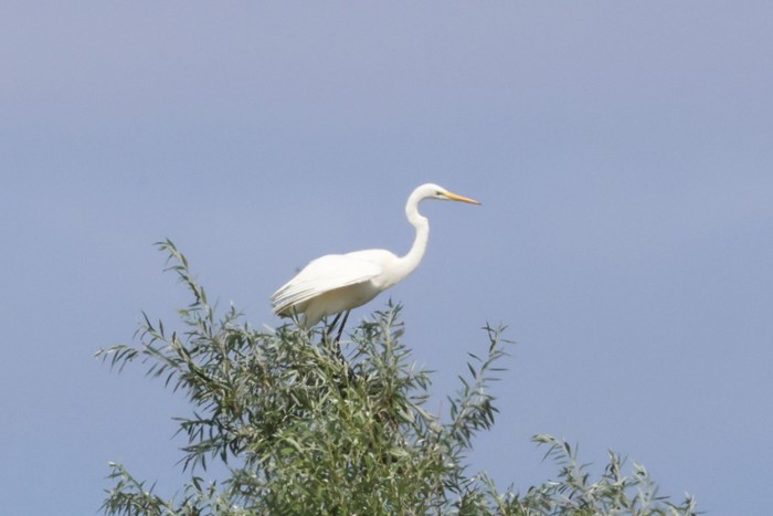 Great White Egret