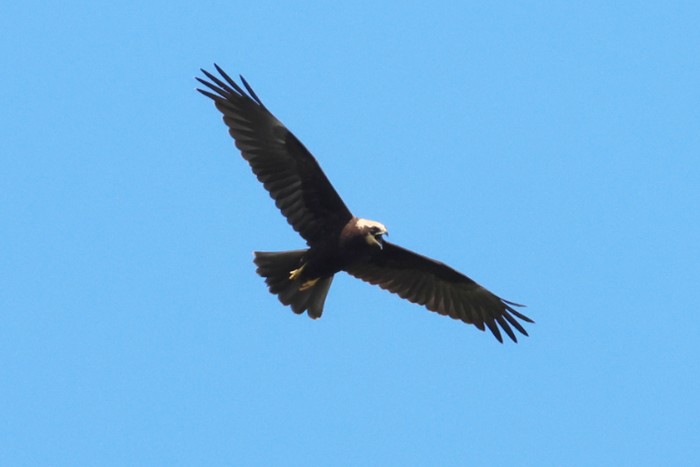 Marsh Harrier