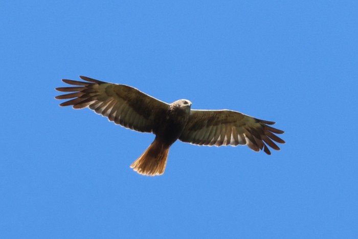 Marsh Harrier