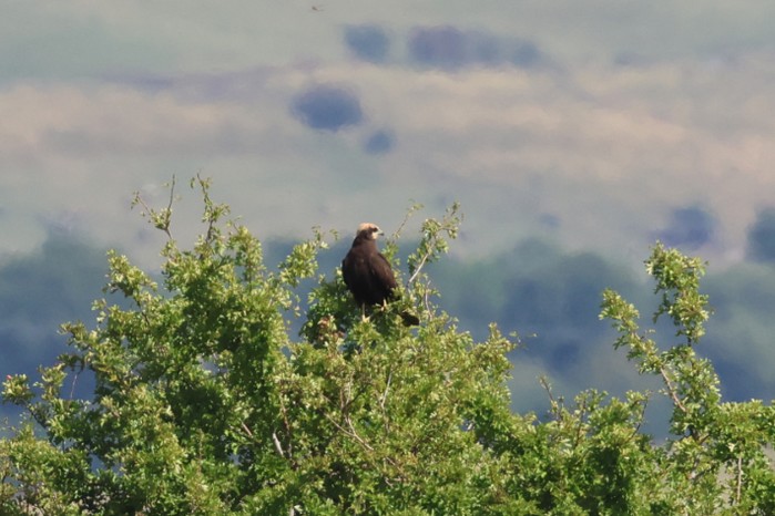 Marsh Harrier