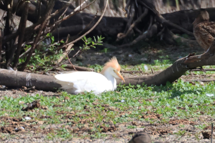 Cattle Egret