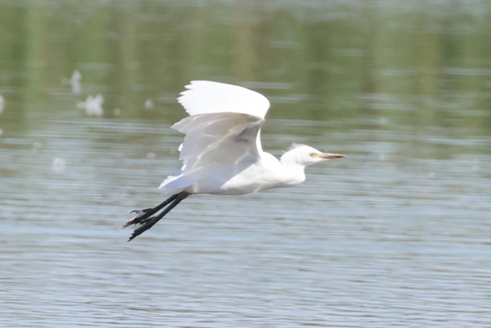 Cattle Egret