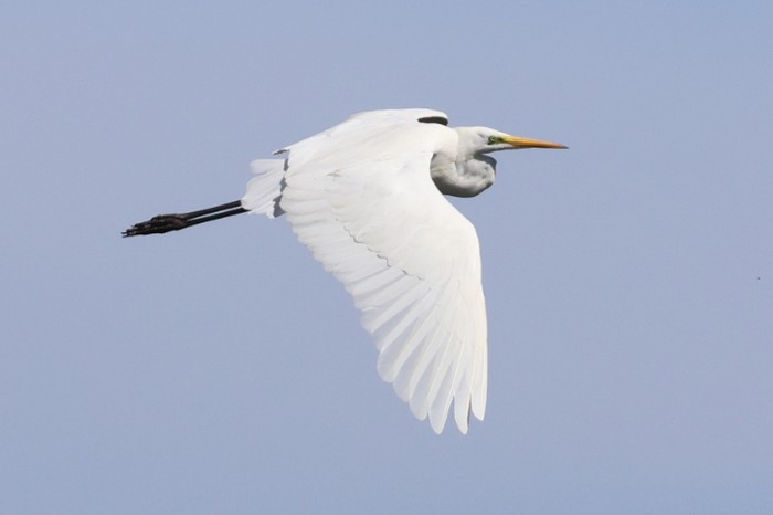 Great White Egret