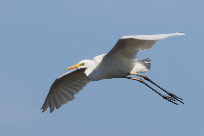 Great White Egret