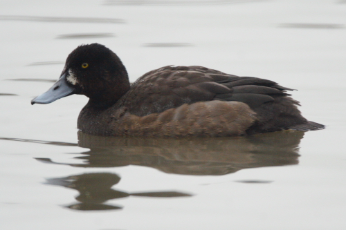 Scaup