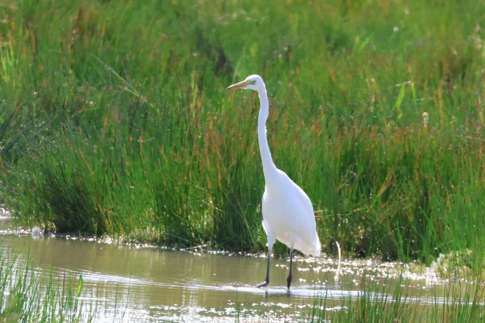 Great White Egret