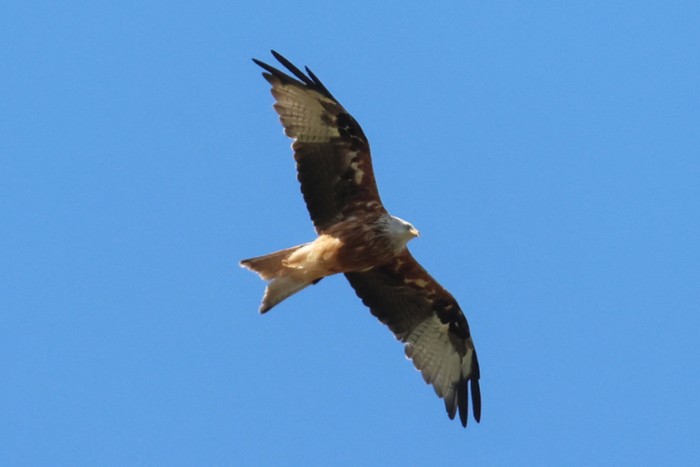 Red Kite