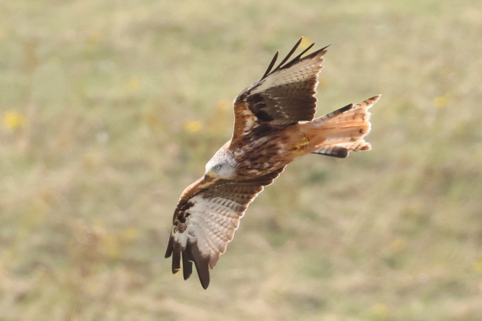 Red Kite
