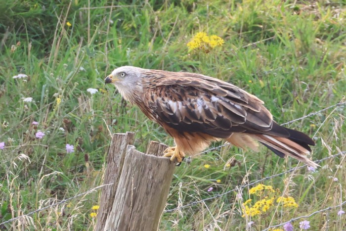 Red Kite