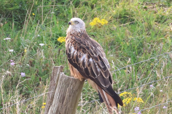 Red Kite