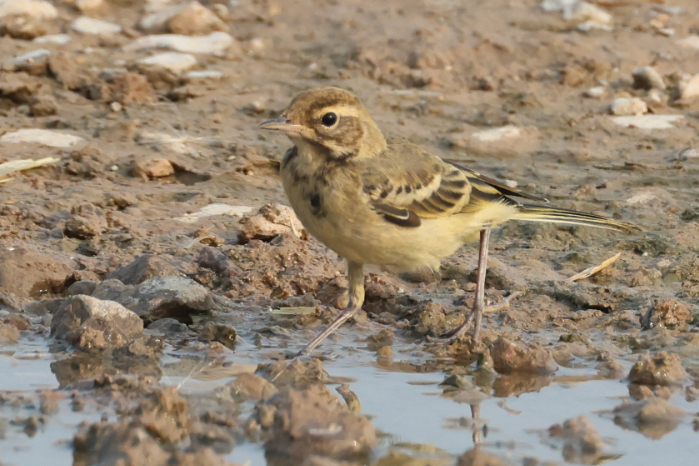 Yellow Wagtail