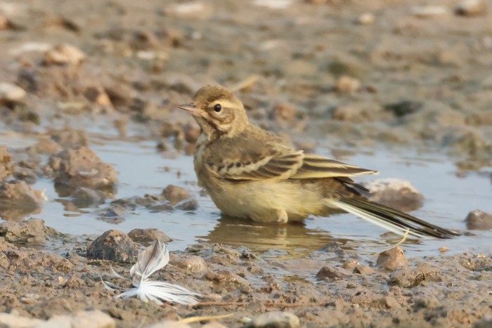 Yellow Wagtail