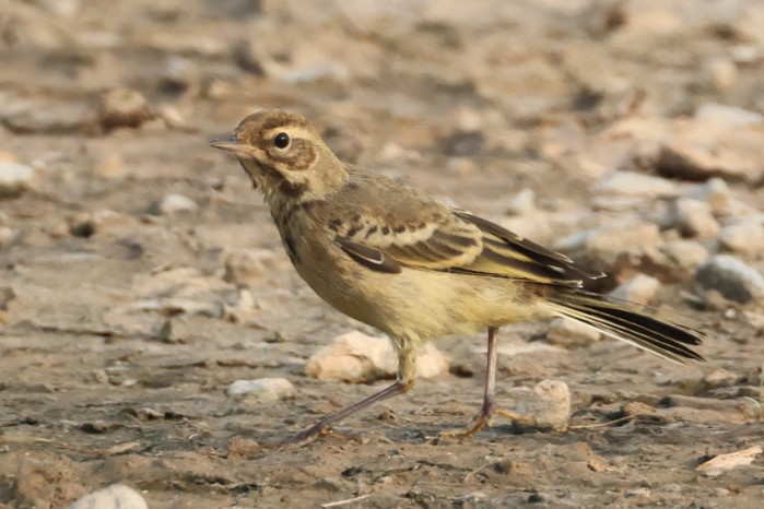 Yellow Wagtail